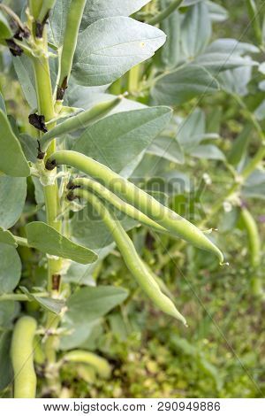 Vicia Faba, Also Known As The Broad Bean, Fava Bean Or Tic Bean.