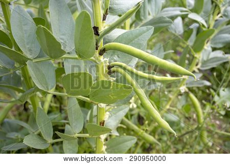 Vicia Faba, Also Known As The Broad Bean, Fava Bean Or Tic Bean.