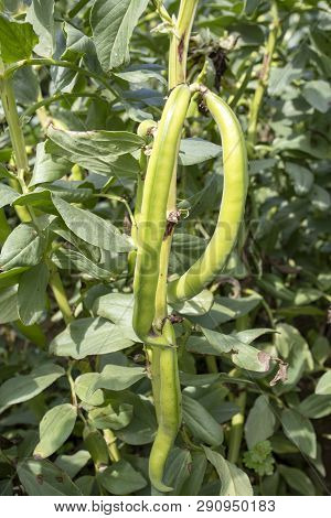 Vicia Faba, Also Known As The Broad Bean, Fava Bean Or Tic Bean.