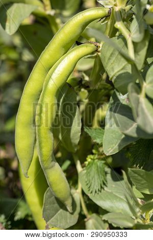 Vicia Faba, Also Known As The Broad Bean, Fava Bean Or Tic Bean.