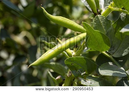 Vicia Faba, Also Known As The Broad Bean, Fava Bean Or Tic Bean.