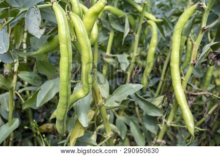 Vicia Faba, Also Known As The Broad Bean, Fava Bean Or Tic Bean.