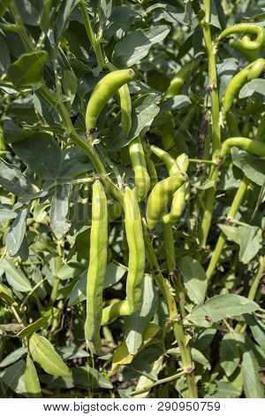 Vicia Faba, Also Known As The Broad Bean, Fava Bean Or Tic Bean.
