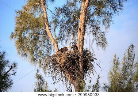 Mom Bald Eagle Haliaeetus Leucocephalus Feeds The Eaglets