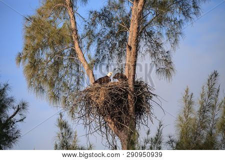 Mom Bald Eagle Haliaeetus Leucocephalus Feeds The Eaglets