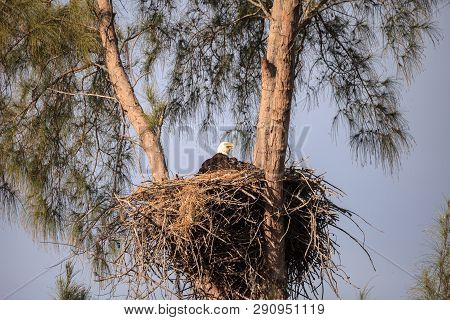 Mom Bald Eagle Haliaeetus Leucocephalus Feeds The Eaglets