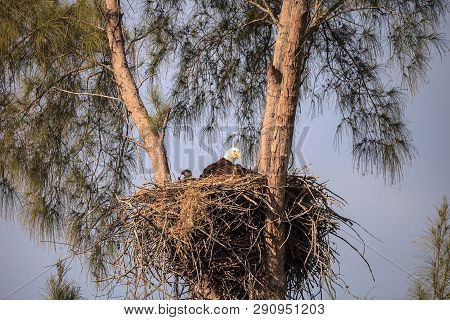 Mom Bald Eagle Haliaeetus Leucocephalus Feeds The Eaglets