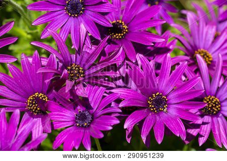 Purple Flower In The Garden; Osteospermum Ecklonis. Spring Season.
