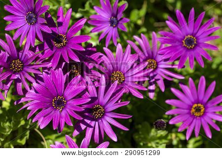 Purple Flower In The Garden; Osteospermum Ecklonis. Spring Season.