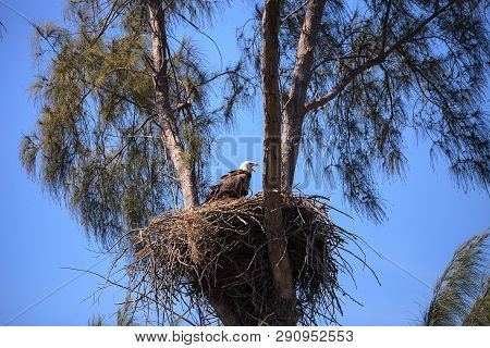 Bald Eagle Haliaeetus Leucocephalus Feeds The Eaglets In Their Nest Of Chicks