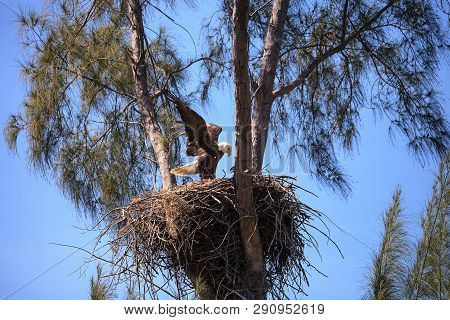 Bald Eagle Haliaeetus Leucocephalus Feeds The Eaglets In Their Nest Of Chicks