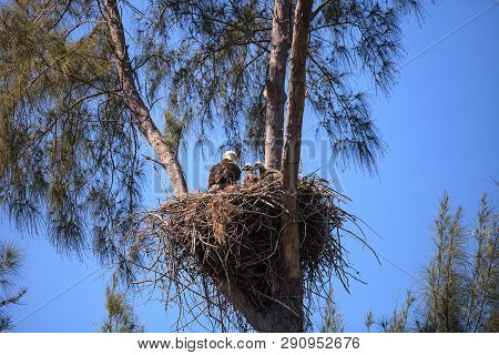 Bald Eagle Haliaeetus Leucocephalus Feeds The Eaglets In Their Nest Of Chicks