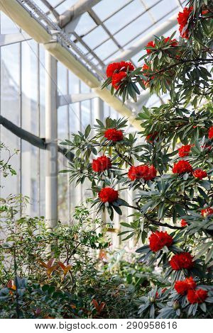 Closeup Of Flowering Colourful Azaleas In Greenhouse In Sunny Day With Beautiful Light, Soft Focus. 