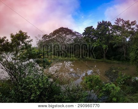 Lake Dawn Water Lily National Park Wilpattu