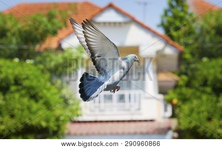 Pigeon Bird Flying In Green Park Against Blurly Of Home Residence