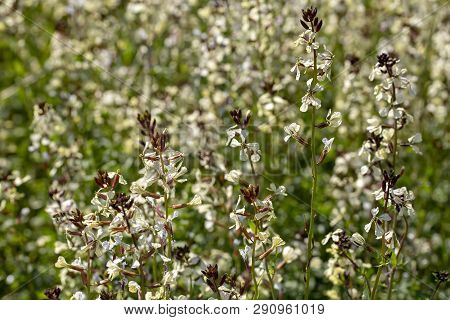 Arugula Flower. Eruca Lativa Plant. Rucola Blossom. Farmland Arugula.