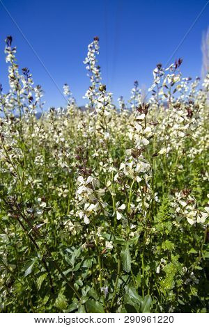 Arugula Flower. Eruca Lativa Plant. Rucola Blossom. Farmland Arugula.