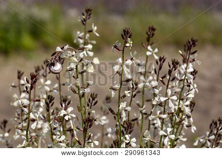 Arugula Flower. Eruca Lativa Plant. Rucola Blossom. Farmland Arugula.