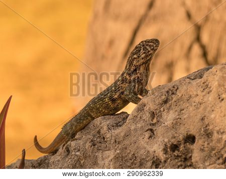 Small Lizard Nature Sunny Day Tree Roots