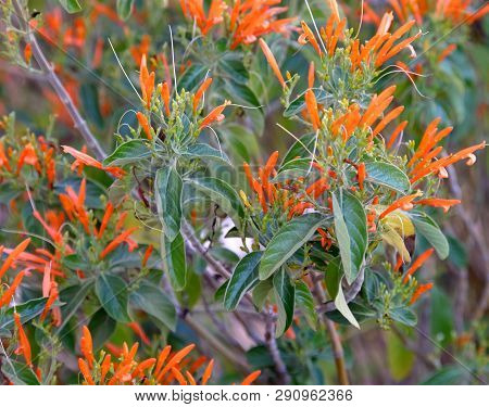 Butterfly Weed (asclepias Tuberosa) Started Blooming At Early Arizona Spring