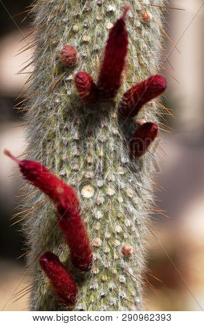 Old Man Cacti (cephalocereus Senilis) With Blooming Red Flowers Projecting Outward