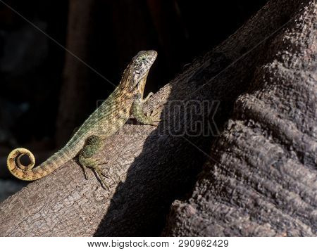 Small Lizard Nature Sunny Day Tree Roots Black Background