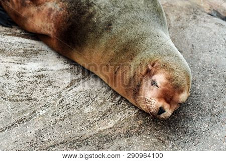 Seal Lying On The Rock With Eyes Closed And Happy Looking Face