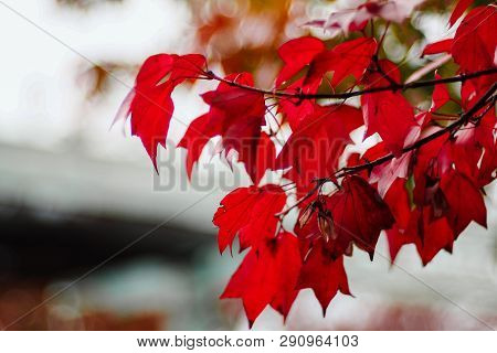 A Glimpse Of Fresh Red Maple Leaves Seen During Autumn On Totally Blurred Background.