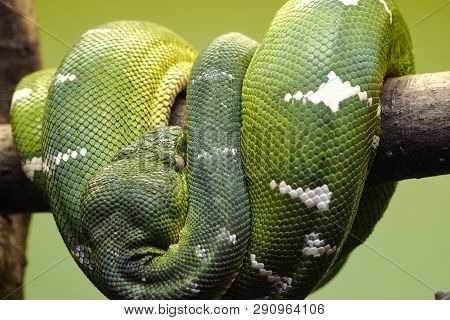Huge Green-scale Snake, Emerald Tree Boa, Curling Around A Wooden Stick With Visible Head Part On Gr
