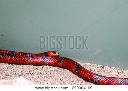 Colorful Dangerous Looking But Nonpoisonous Snake, Milksnake
