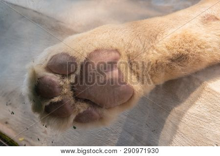 Closeup Lion Feet Or Tiger Paw Leg