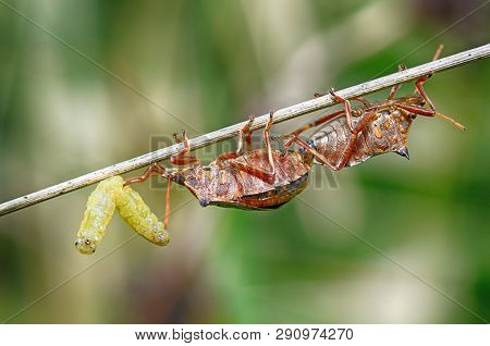 The Bedbug Caught The Caterpillar.the Second Bedbug Wants To Take Away The Prey.