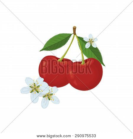 Colorful Hand Drawn Sketch Of Cherry With Flowers And Foliage On A White Background.