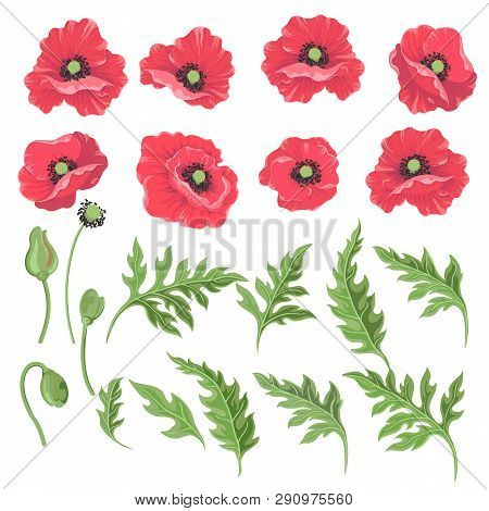 Poppy Flowers. Set Of Colored Flowers-poppies Buds Leaves Isolated On White-vector.