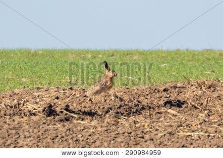 European Brown Hare (lepus Europeaus) Hiding In Field Spring Time