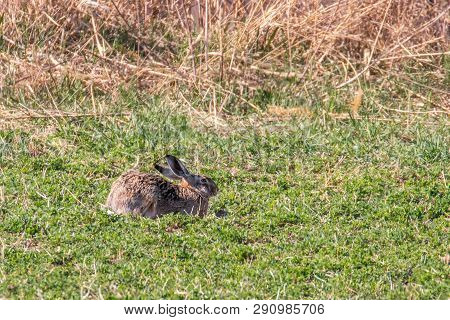 European Brown Hare (lepus Europeaus) Hiding In Field Spring Time