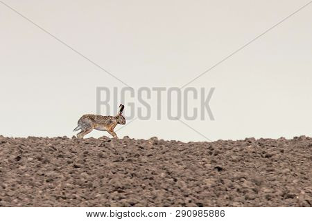 European Brown Hare (lepus Europeaus) Running In Field Spring Time
