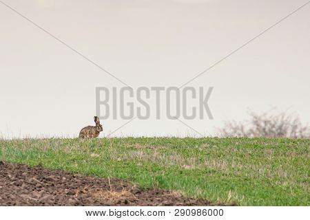 European Brown Hare (lepus Europeaus) Hiding In Field Spring Time
