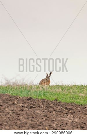 European Brown Hare (lepus Europeaus) Hiding In Field Spring Time