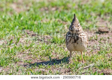 Funny Little Bird, Crested Lark On Ground (galerida Cristata) Wildlife Close Up