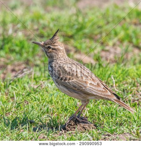 Crested Lark On Ground (galerida Cristata) Wildlife Close Up