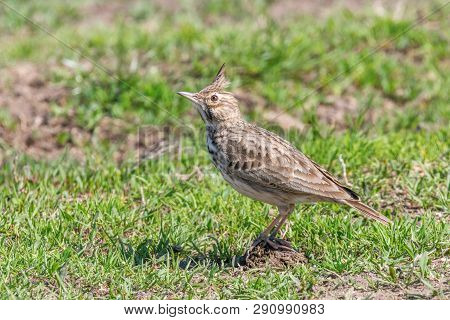 Crested Lark On Ground (galerida Cristata) Wildlife Close Up