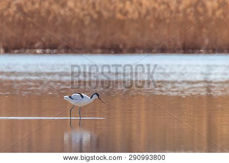Pied Avocet In Water Looking For Food (recurvirostra Avosetta) Black And White Wader Bird