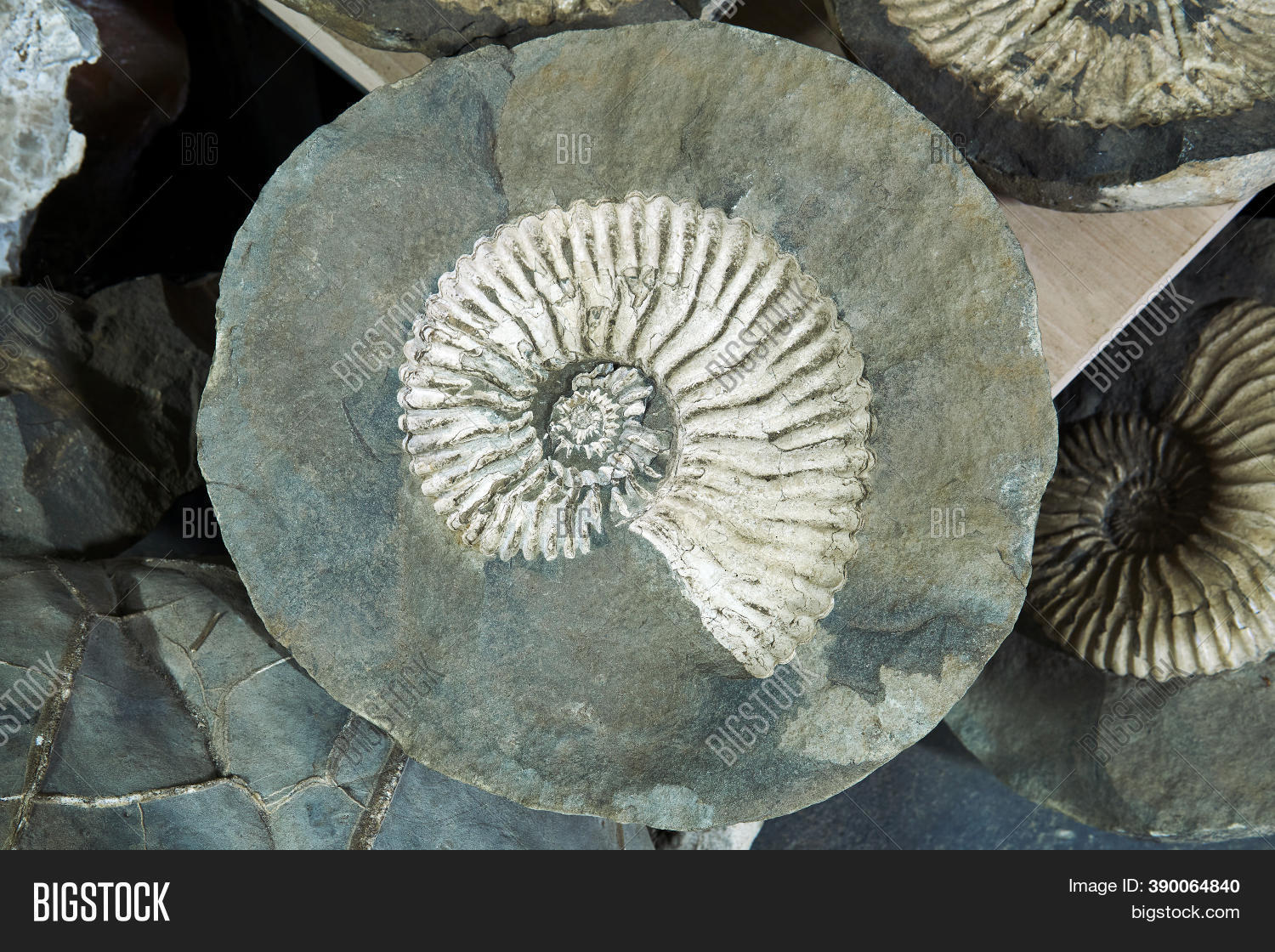 Large Fossil Extinct Image & Photo (Free Trial) Bigstock
