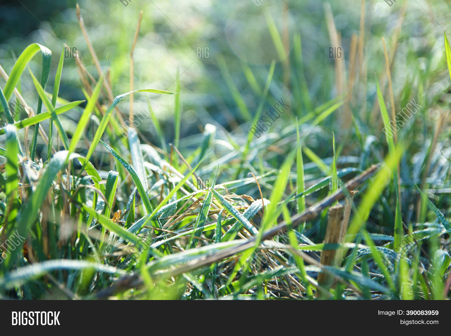 Frozen Green Grass On Image & Photo (Free Trial) Bigstock