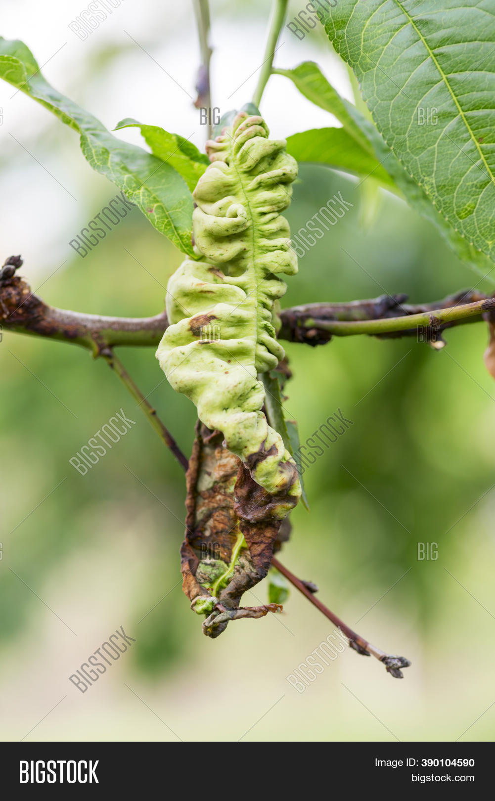 Fungal Diseases Fruit Image & Photo (Free Trial) | Bigstock