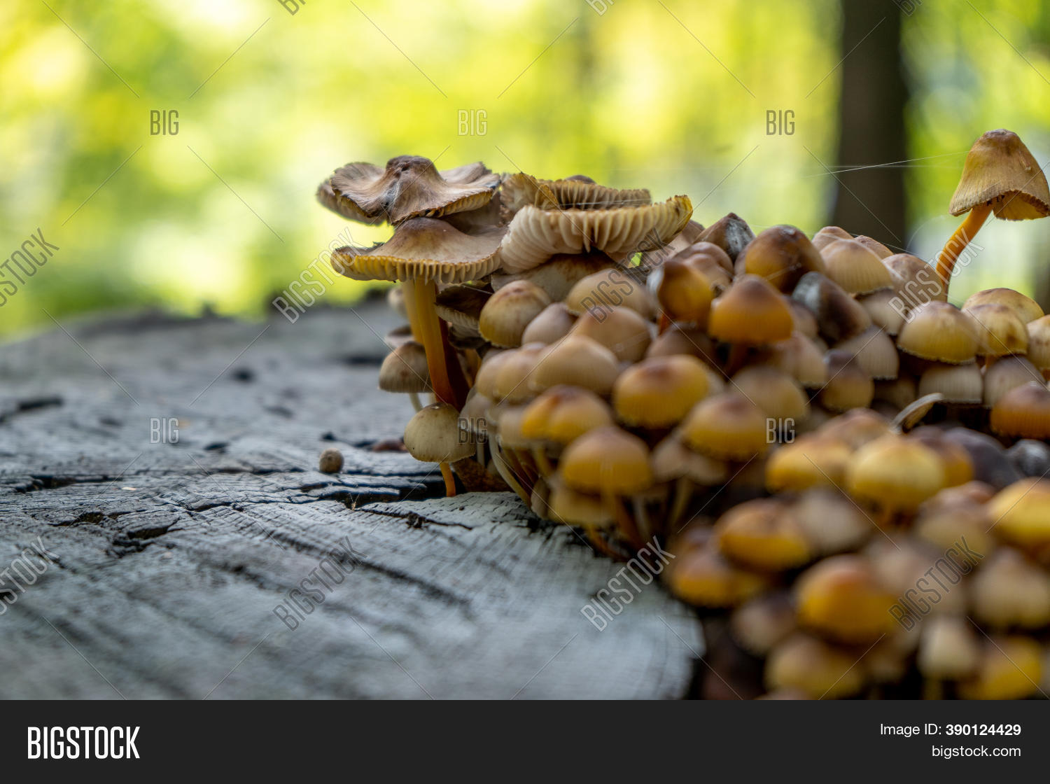 Honey Mushrooms Grow Image & Photo (Free Trial) Bigstock