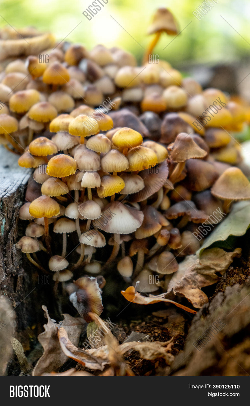 Honey Mushrooms Grow Image & Photo (Free Trial) Bigstock