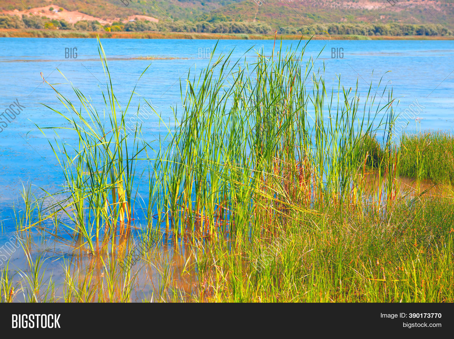 Aquatic Grasses Lake Image & Photo (Free Trial) Bigstock