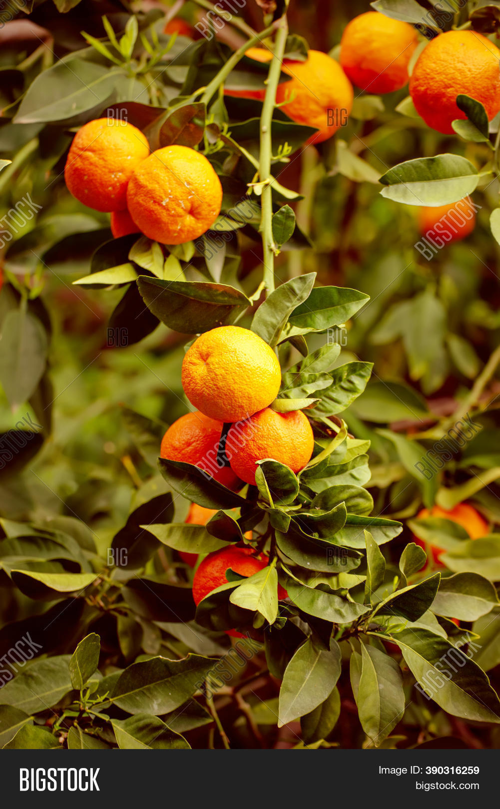 Tangerine Garden Green Image & Photo (Free Trial) Bigstock